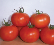 Manufacturers Exporters and Wholesale Suppliers of Tomato Hybrid Seeds Hyderabad Andhra Pradesh